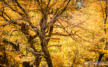 The woods of Nevados de Chillan are a mesmerizing place to be in the Fall glow of amber and gold.