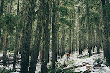 Whistler's deep and dreamy woods.