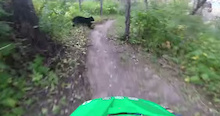 Video: Oh Shit, a Bear!