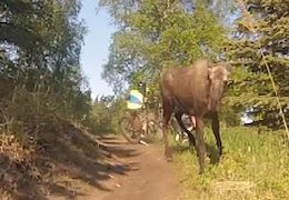 Video: Moose Charges Bike Rider