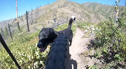 10 Tips: How to Train a Trail Dog