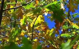 The main fall color tree is the black oak.  The leaves often turn a nice golden yellow.