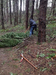working away at that fallen fir ...