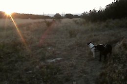 Jazz, white, Murphy Black, checking out the sunset.