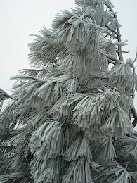Ribbons of ice crystals due to freezing fog