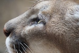 Rider Killed by Cougar in Washington State