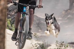 Round Up: 14 of the Best Trail Dog Videos