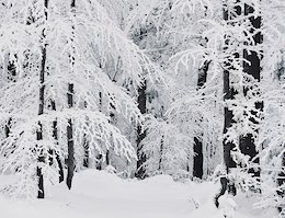 Winter forest (XCD Skiing)