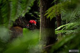 Keegan Wright was just a blur of red through the greenery of the forest.