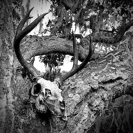 Found a skull - paid respects and mounted high in an Oak Tree