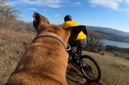 Video: A Trail Dog's Perspective on Covid-19