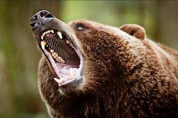 [Updated] Mountain Biker Attacked by Grizzly Bear Near Big Sky, Montana