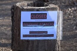 North Carolina Trails Closed After Coyote Attacks on Mountain Bikers &amp; Hikers