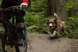 Video: 'A Dogs Tale' - The Ultimate Story For Trail Dog Lovers