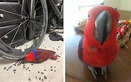 Road Cycling Digest: A Wheel-Destroying Parrot, Tech Through Time, Match Fixing &amp; More