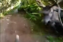 Video: Hitting An Elk While Riding at High Speed