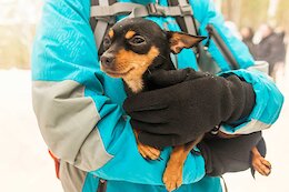 Why Chihuahuas Are the Best Backpacking Trail Dogs
