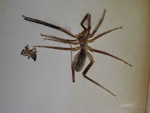 These ten legged freaks are grosser when they're alive