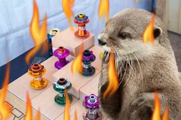 The Ultimate Recap of Sea Otter 2024