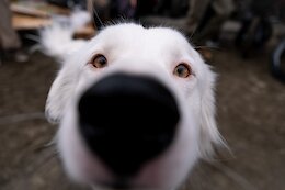 7 Dogs from the Cam Zink Invitational Including Crusty the Freeride Super Dog