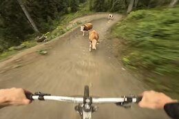 Video: Rider Collides with Cow in Unfortunate Bike Park Incident, Cow Reportedly ‘OK’