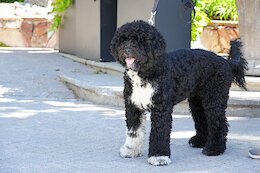 Dogs of Crankworx Whistler 2025