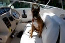 dog driving the boat