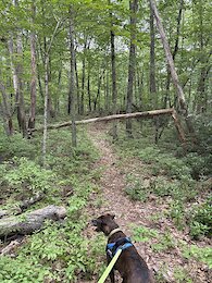 report photo
