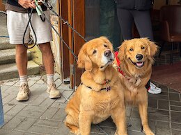 Dogs of Crankworx Whistler 2026