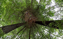 Tree view made on my plant 360