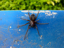 name that spider? he was about to hitch a ride !