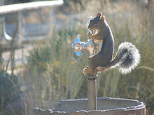 Mr Squirrel here reminding you to stay hydrated !