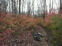 Some funky foliage during fall riding