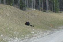 Mummy black bear and two tiny cubs. Long distance short before I got outta there as fast as I could!!