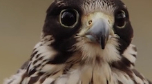 MUST WATCH: Gee Atherton Gets Hunted by a Falcon