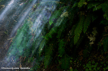 campfire smoke drifts through coastal rainforest ferns