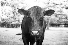 A bovine stare, which isn't so vacant