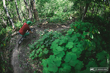 Steep and tight corners in the Bluff BC Recreation Site. Huge green Salmon Berry leaves, with lots to offer the hungry rider.