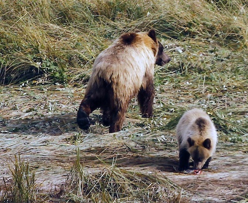 Had to sneak in obligatory grizzly mum and cub shot.  This was actually taken in Haines Alaska on another leg of our journey