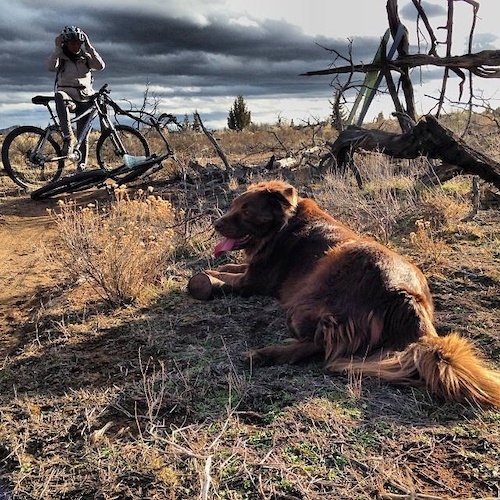The greatest trail dog taking a rest.