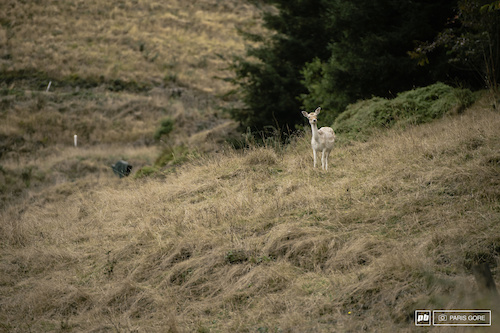 A lone white deer came by the track during the last stage to check out what all the fuss was about in the forest.