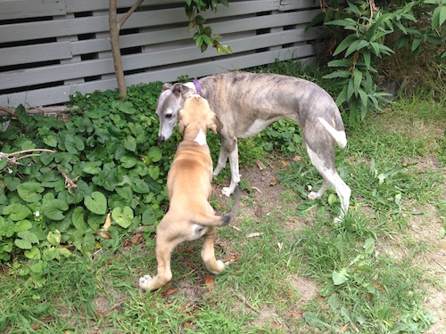 Till;y the Pup eating Pippa the speed Whippet