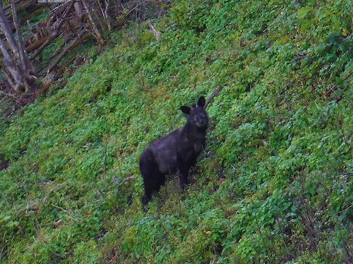 Japanese serow.
He was gazing at me for a while.