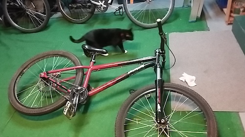 Brought this home a few years ago and the cat wasn't impressed. While i have retired it from Dirt Jumps now that I have my new P3, it still makes a good street and pump track bike.