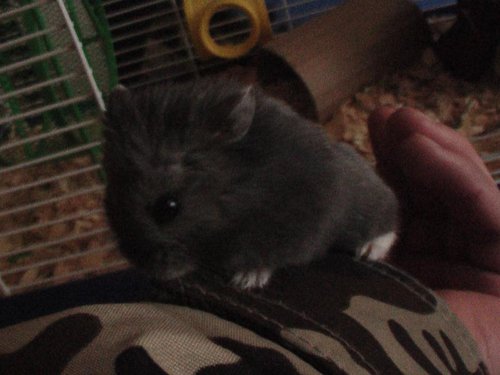 johnny my hamster