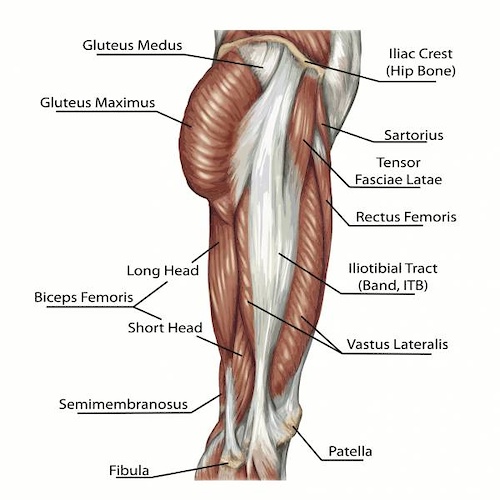 Hip Muscles
