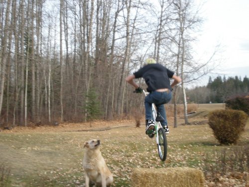 Bunnyhop Over Hay Bale With Dog Looking On