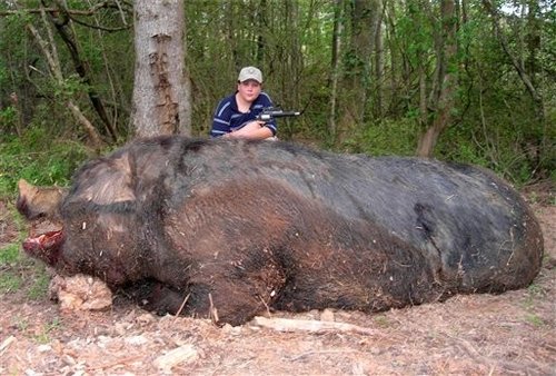 1000+ lb hog