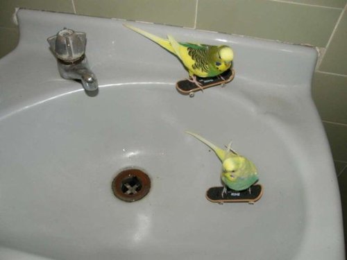 How cool are your budgies?