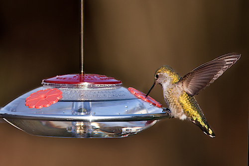 Anna's Hummingbird chowing down.  INFO:
→Body- Canon 1DmkIII Shooting @10fps
→Lens- Canon 200mm 2.8L II
→Shutter 1/1600
→ISO 400
→Aperture f/4.0
→Remote firing with 2x PW Plus II Transceivers
→Post Processing - Adobe Lightroom 3.2